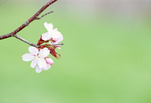 銀桃花貪歡，桃花盛宴中的情感糾纏在線閱讀