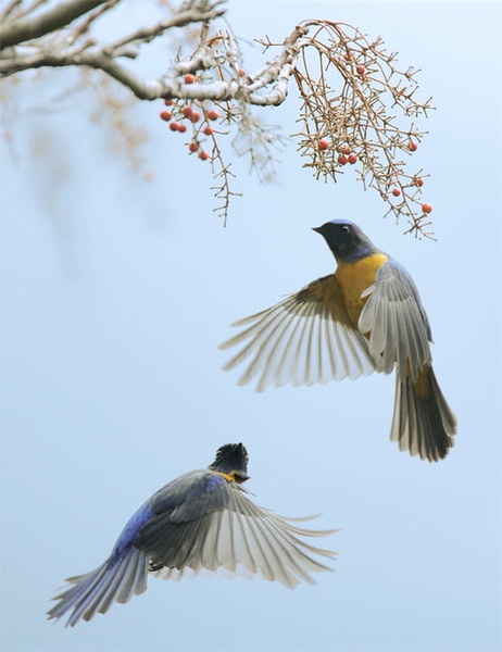 比翼鳥(niǎo)與葚鈺的奇幻故事，在線(xiàn)閱讀新體驗(yàn)之旅