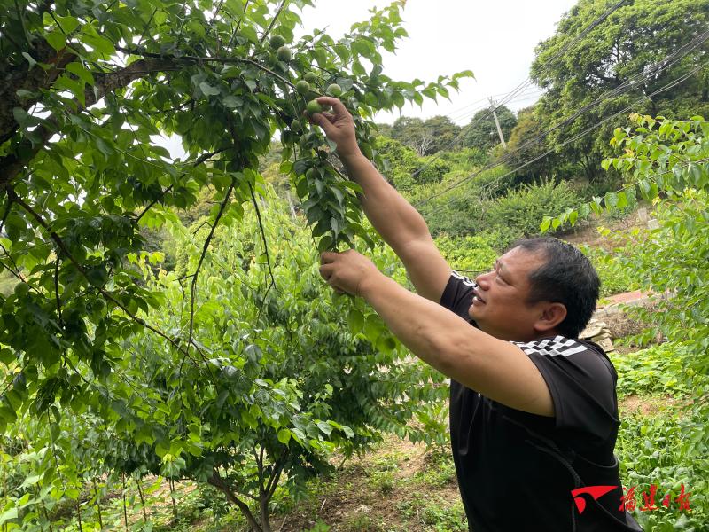 廣東青梅收購最新動態(tài)，市場趨勢、價格變動與行業(yè)展望